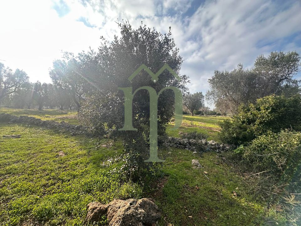 Land in San Vito dei Normanni, Brindisi - photo 5